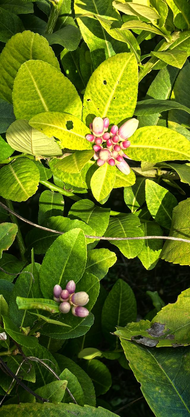 花楸山冬季物语