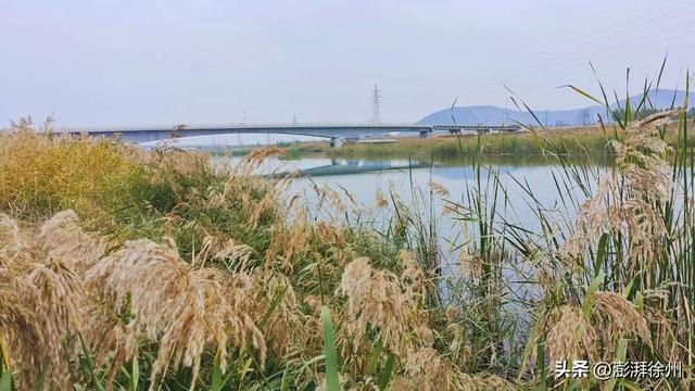 寻美薛城丨自然之美！初冬的芦苇花，蟠龙河畔一道亮丽的风景线！