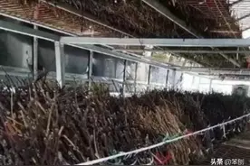 人工养蝉最关键的环节之一，蝉卵的孵化技术图片