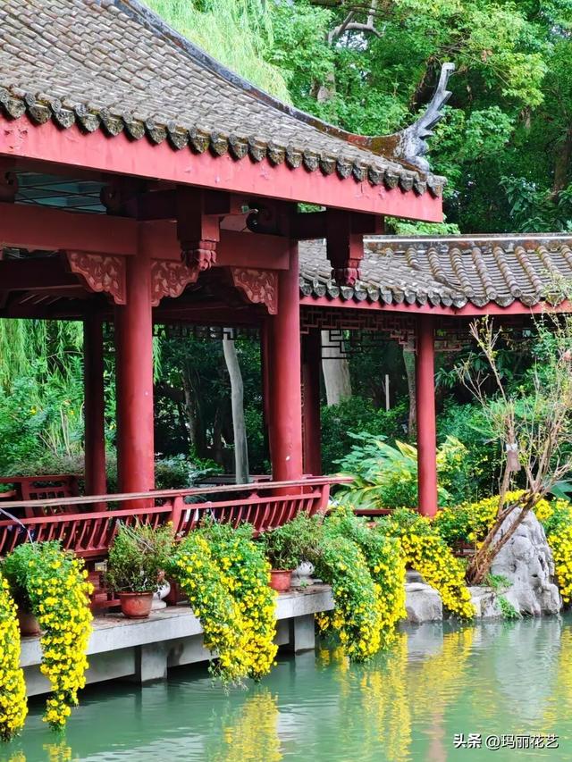 不一样的美！西湖菊展，姿态独特的悬崖菊