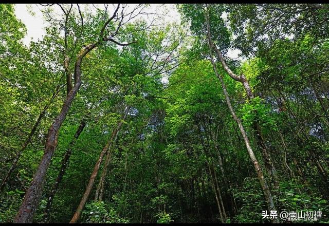 三线履痕（44）||山中自有千年树