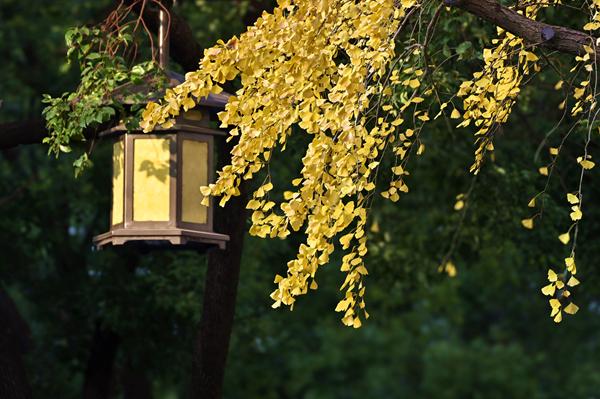 扬州冬韵 银杏鎏金