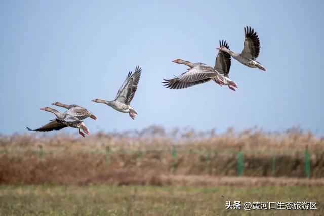【黄河口生态旅游区】“12.4”国家宪法日——当黄河潮涌遇见法治之光