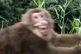 盘点这些年的网络神梗: 一 公鸡 澡堂 半年假图片