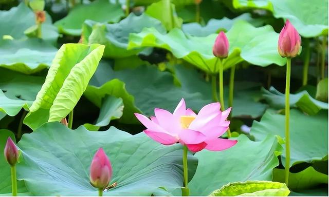 2026诸城赏花指南｜赴一场四季花事，邂逅小城浪漫