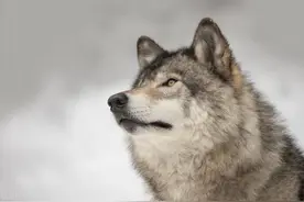 谁都知道狼王厉害，可是你知道狼王是怎样“炼”成的吗？|故事图片