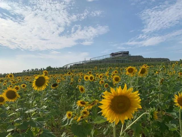 感恩有您，师恩如光 | 临沂景区教师节专属福利来啦