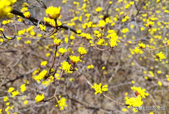 春风拂过汉江，花开成诗，不必远行，推开窗就是人间仙境！