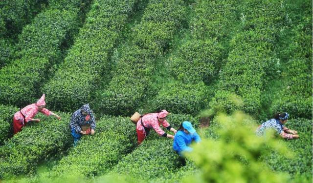 地名里的重庆 | 永川永荣镇，墨韵与茶香交融之地