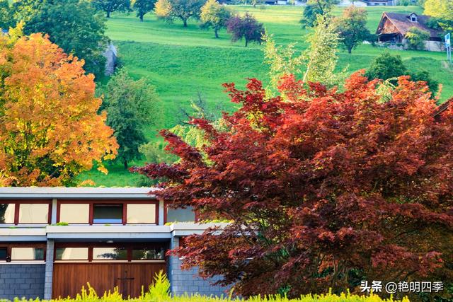 欧游杂记（5）‖ 齿轮火车几上几下瑞吉山，缆车凌空飞跃韦吉斯
