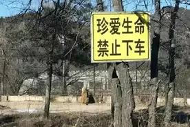 母亲虎口救女反被咬身亡，“八达岭老虎咬人案”8年后：女儿仍未得到父亲的原谅图片