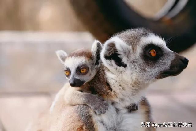 又美又可爱的西海岸!总要来一次!