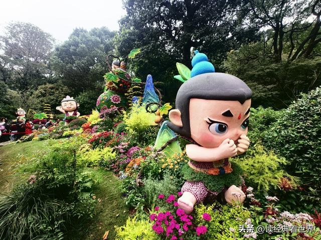 杭州植物园的菊花展——一场关于菊花的饕餮盛宴（二）