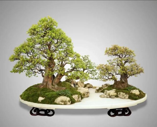 丛林盆景制作技巧｜把“微型森林”搬回家，丛林盆景这么做超简单