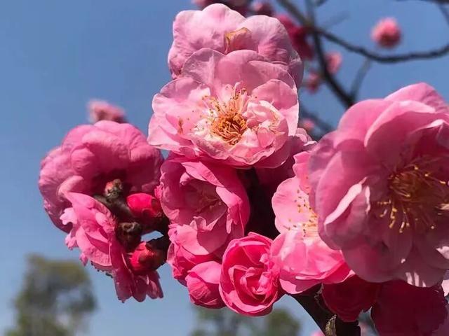 赏花 │ 去贵州农博园开启一场“寻梅之旅”！