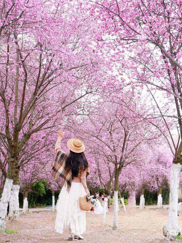 超值！植物园这片美人梅开men了