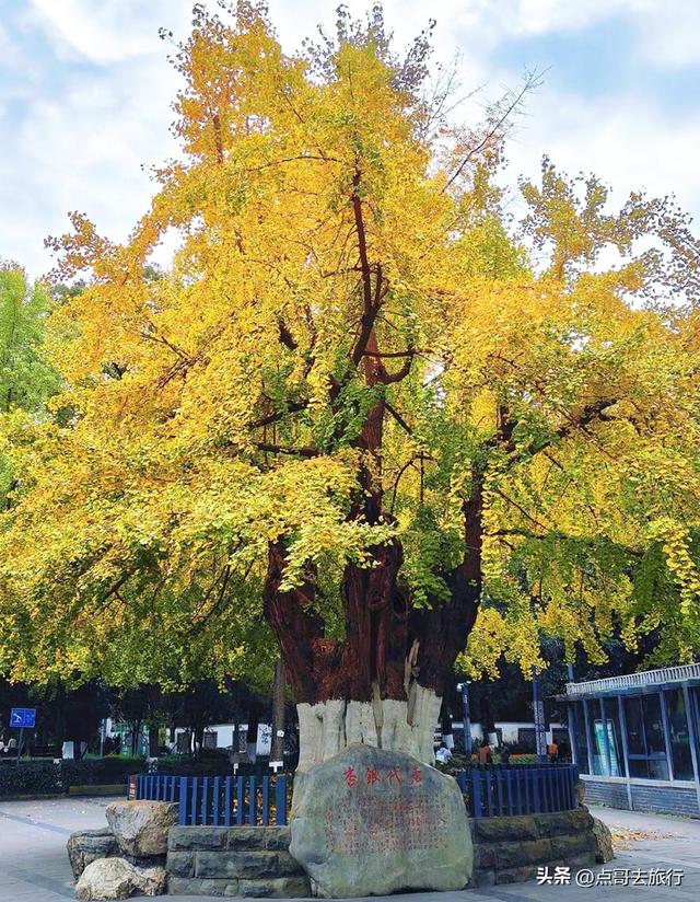 成都市中心最美银杏观赏地，这6处你去过吗？都不要门票！