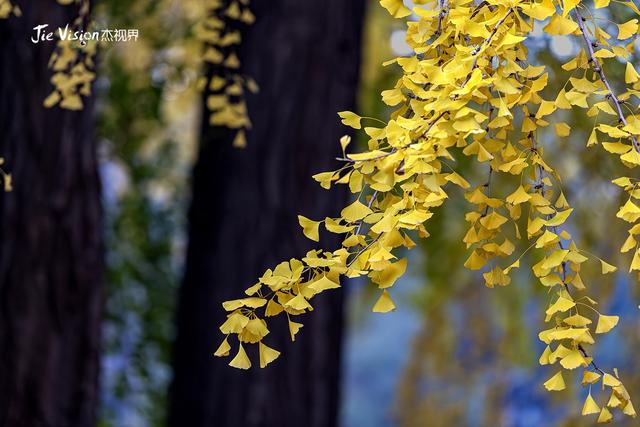 这个秋天，去潭柘寺看1400岁的“银杏帝王” 金黄期仅剩20天！