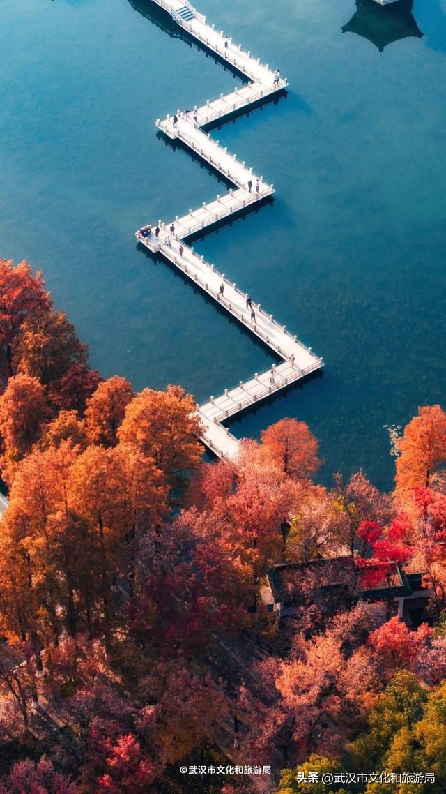 本周，武汉彩叶杀疯了！