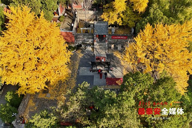 古观银杏黄 诗意满深秋