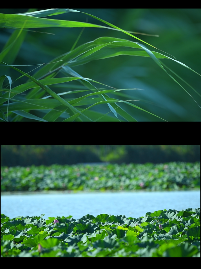 津南美景欣赏∣当微风吹过绿屏·八里湾，这里没有语言，只有森林的呼吸……