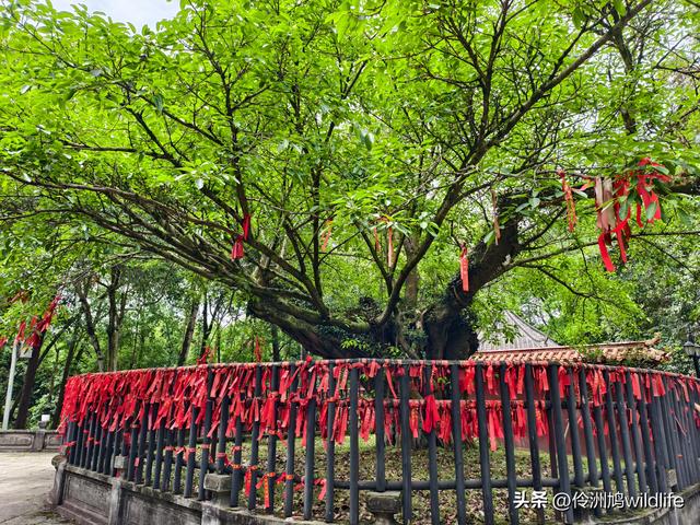 成都徒步（64）·新津篇③观音寺