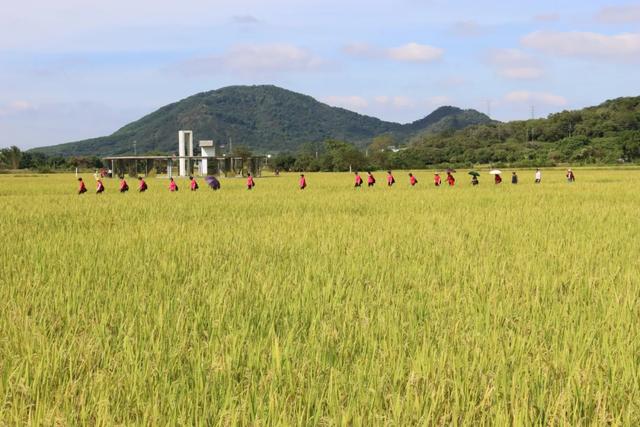流溪河文化 | 艾米农业产业园：一溪润千亩，一稻美一城