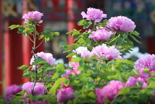 限时开行！列车串起繁花与海滨画卷！