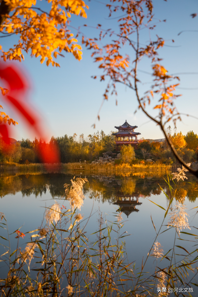 收藏！秦皇岛“银杏观赏地图”出炉，这八处胜地解锁璀璨深秋~