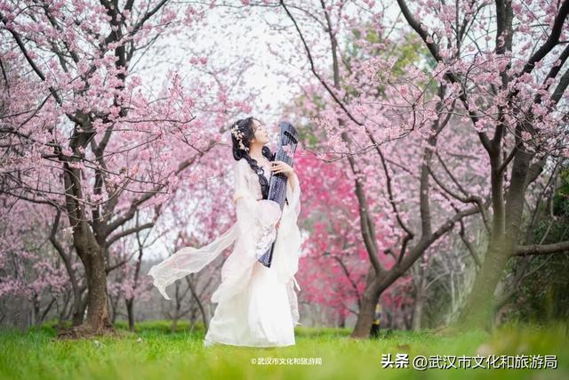 今天开园，东湖樱花园最新实拍！