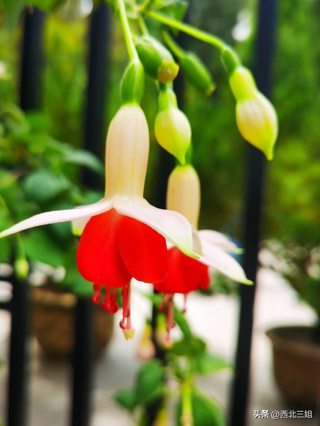 西宁植物园，花开时节恰逢秋