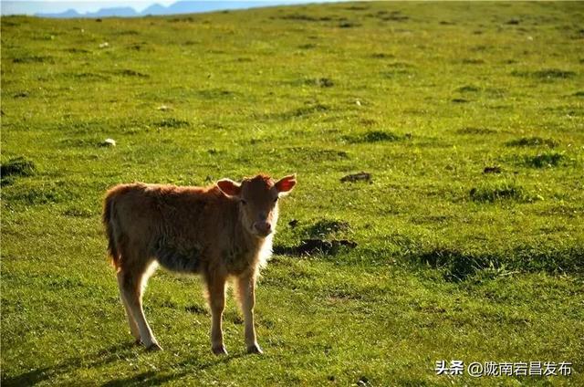 云游草原·乐享宕昌丨宕昌云端草原 ，您心中的诗与远方！