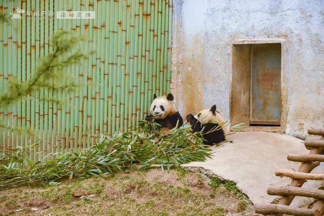 开啦!西安周边两处赏梅秘境,花开满屏VS品种多多,快去赏花走!