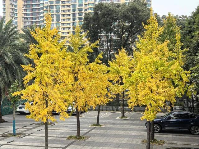 【美丽四川】寒冬将至 银杏初黄