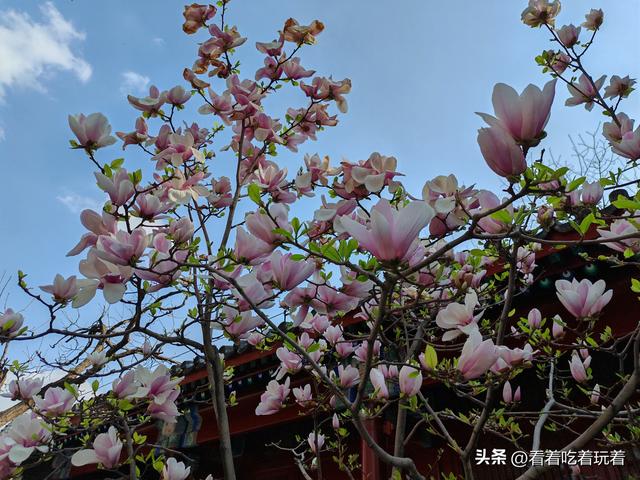 北京公园赏花记