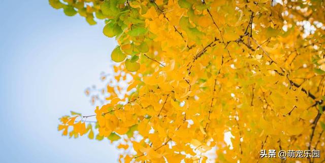 逛了这么多地方，才发现最迷人的银杏藏在身边，金叶子等着被发现