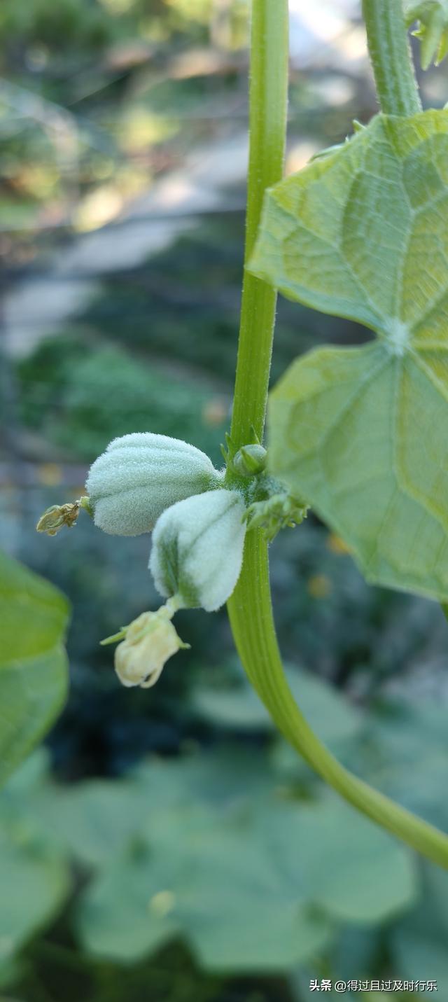 庐山游记-01来庐山，心悠然