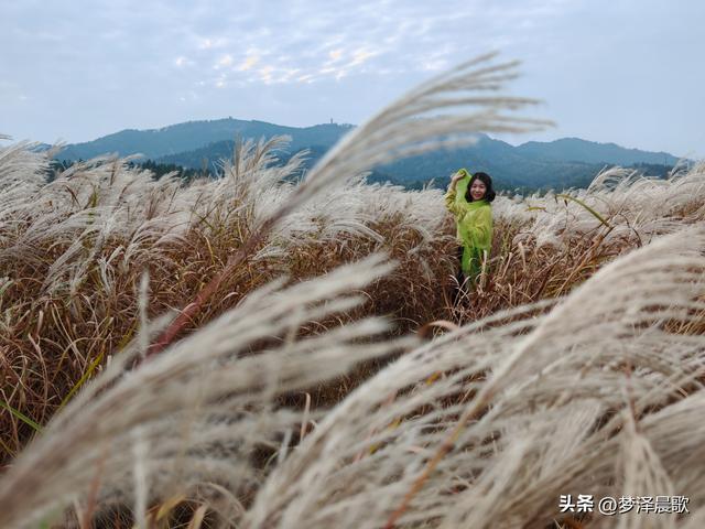 豫客纷至安陆，共赏银杏芦花绘初冬