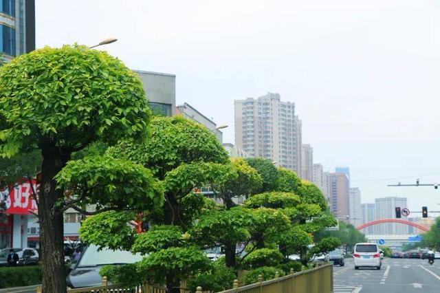 在长春，遇见“多巴胺”夏天