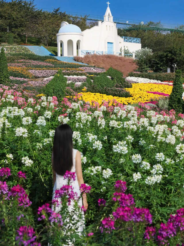 美到失语！15万株菊花，全屏视觉盛宴，3s不心动算我输