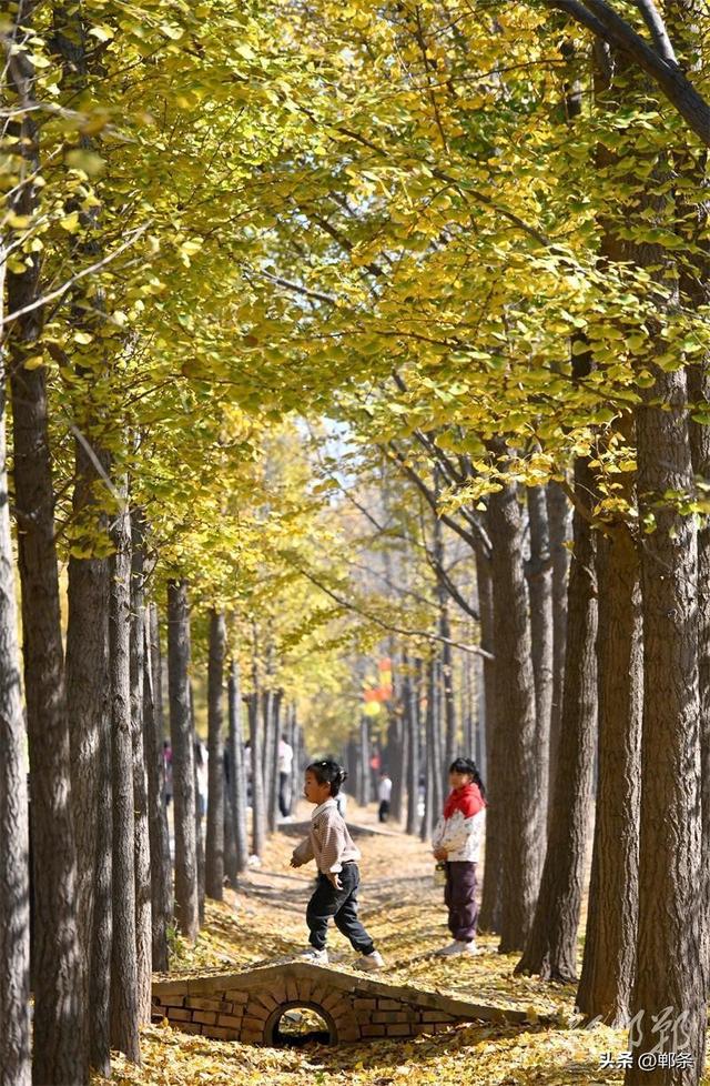 千亩银杏“披金”迎客来