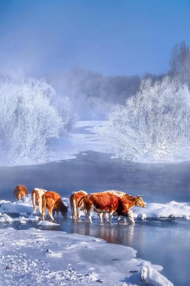 冬季呼伦贝尔海拉尔、阿尔山、满洲里、根河不冻河、漠河、北极村