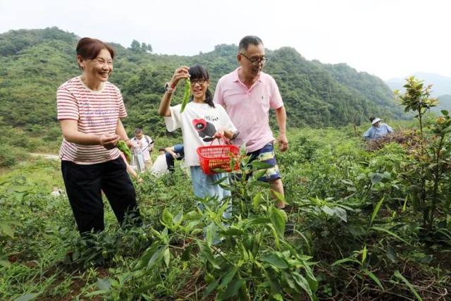 “山村收菜计划”再升级！杭城一批亲子家庭上周末驱车200公里赶到这个海拔600多米的小山村……