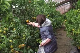 果蔬大棚早春忙图片