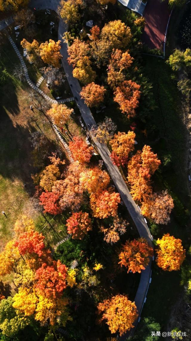 立冬已至，潍坊的秋意仍浓，这里的风景绝美
