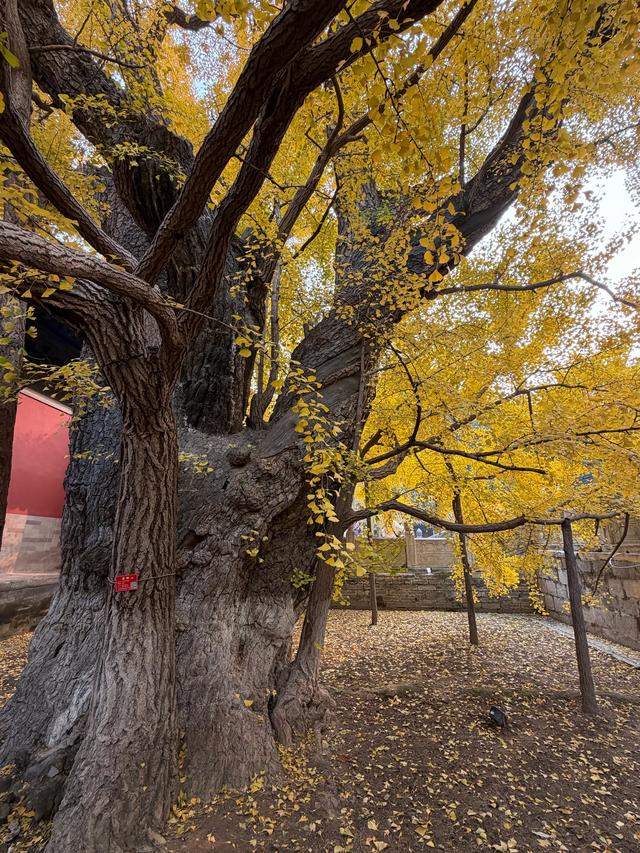 甘撒金缕苒秋寰