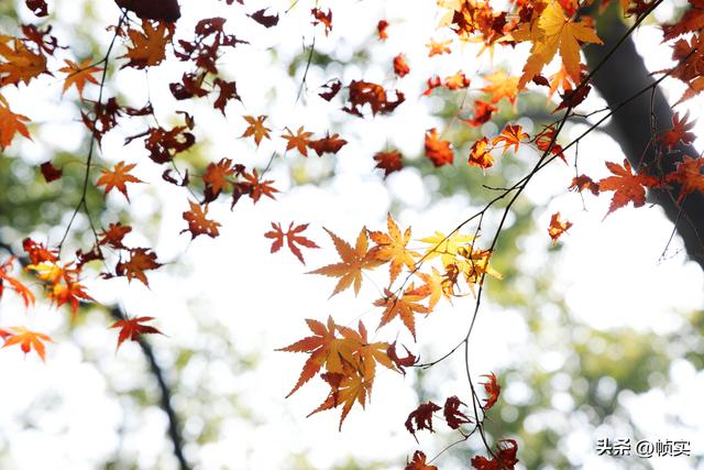 层林尽染，上海红叶特色公园闵行红园枫叶色彩斑斓进入最佳观赏季