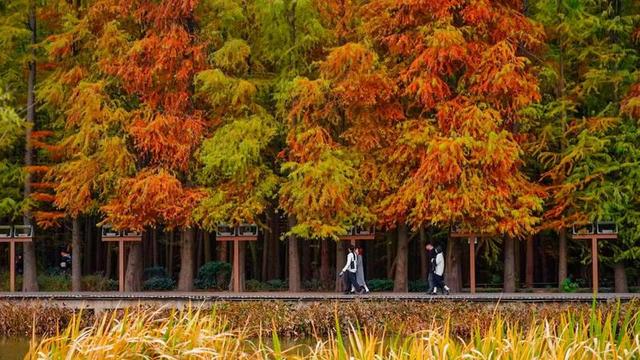 1元直达红杉秘境 临安限定公交专线串联湖光林影