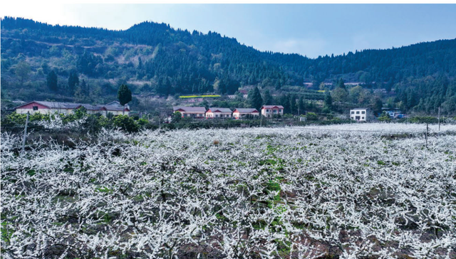 四川省船山区历史沿革及行政区划