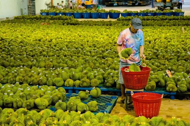 失去中国市场后，大量水果烂地里卖不出去，如今开始后悔得罪中国